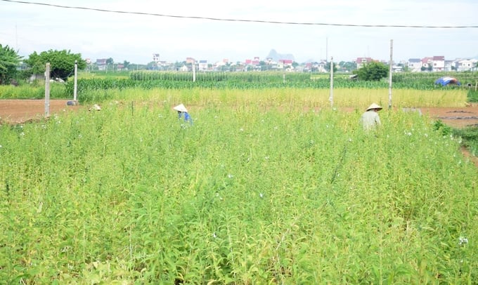 Bà con nông dân xã Diễn Thịnh (huyện Diễn Châu) thu hoạch vừng hè thu. Ảnh: Xuân Hoàng.