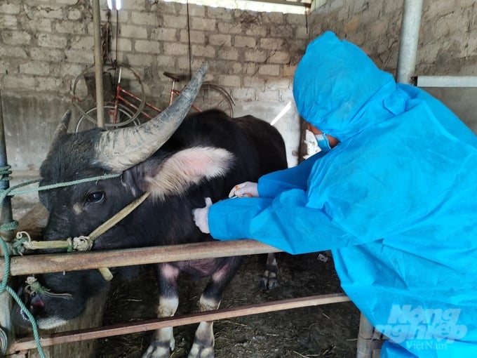 bai-1-4-143857_670-143857.jpg Sau 12 năm, biên chế tổng giảm không đáng kể nhưng biên chế chuyên môn thú y, BVTV cấp huyện thu hẹp gần 50% so với trước sáp nhập. Ảnh: Việt Khánh.