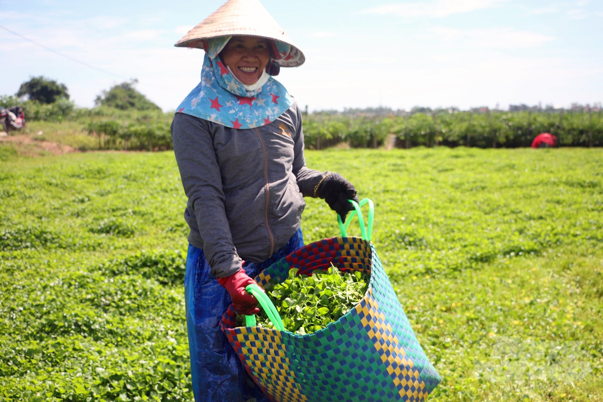 Sản phẩm rau má hữu cơ của Hợp tác xã Quảng Thọ (huyện Quảng Điền). Ảnh: Công Điền.