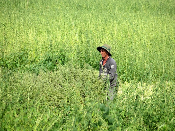 t4-21-154127_805.jpg Không chỉ ở Nghệ An, vừng là sự lựa chọn rất tốt cho các địa phương khó khăn về nước tưới.
