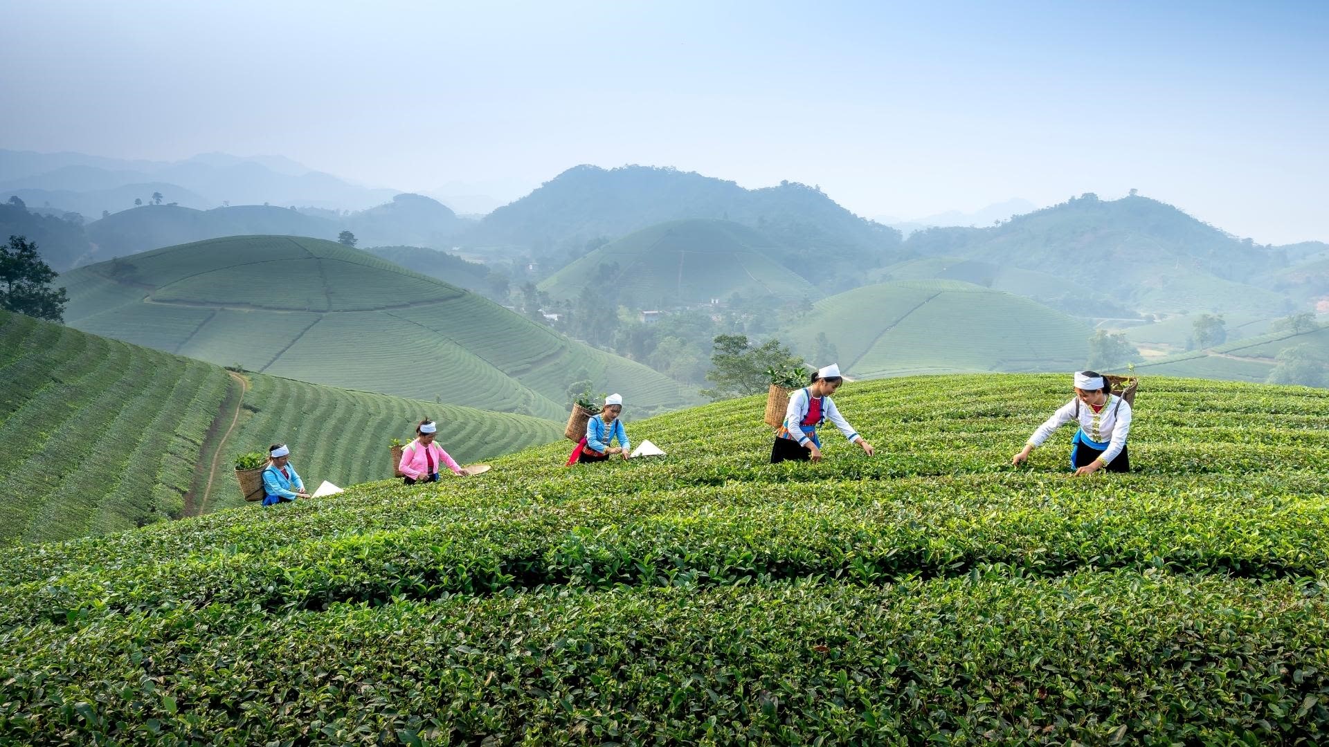 Thai Nguyen will continue to effectively implement solutions to develop the production of agricultural, forestry, and fishery commodities in association with new rural construction, increase added value, and develop sustainably.