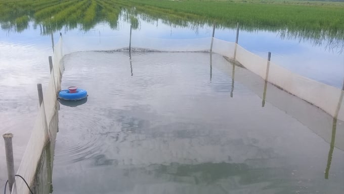 Chuẩn bị ruộng nuôi tại mô hình cá - lúa.