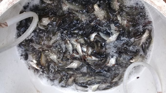 Cá giống cấp cho mô hình.