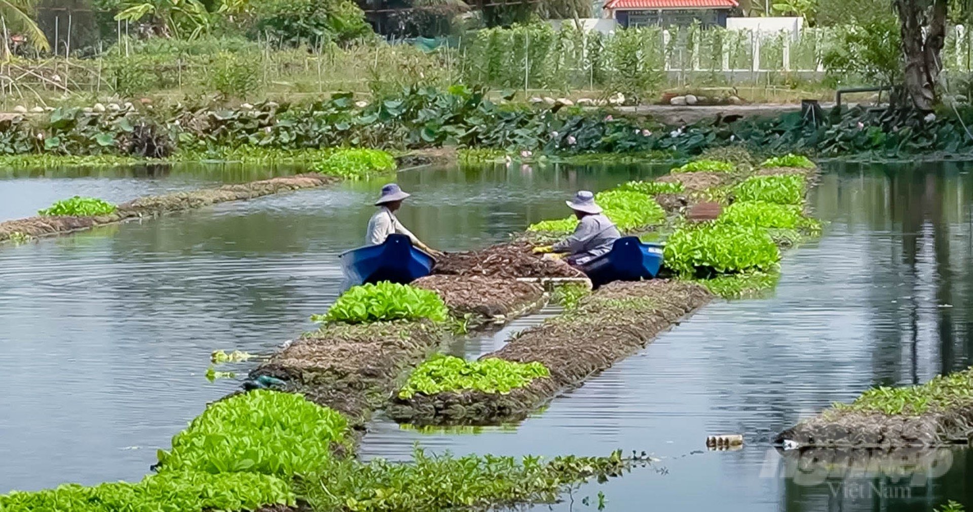 Hiện có khoảng 400 bè rau quả gồm bầu, bí, mướp, cà chua, khổ qua, hành, rau xanh các loại được trồng bằng phương pháp hữu cơ thủy canh đang cho thu hoạch. Ảnh: Lê Bình.
