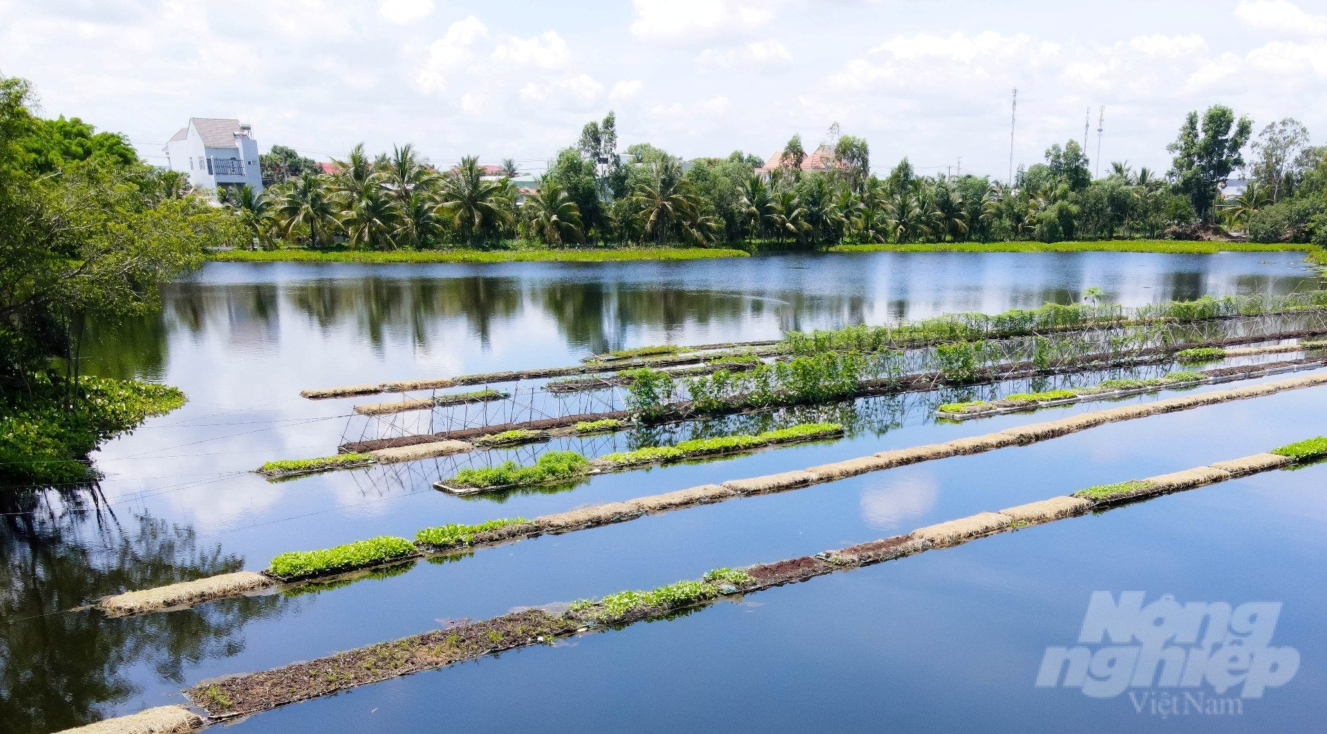 Những bè rau rất sạch sâu bệnh. Ảnh: Lê Bình.