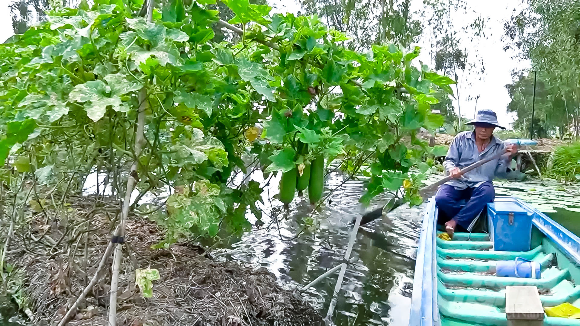 Nông sản ở trang trại được tiêu thụ trực tiếp tại chợ, siêu thị ở địa phương với sản lượng trung bình từ 300 - 400kg/ngày. Ảnh: Lê Bình.