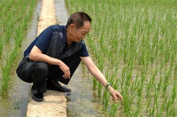 'Cha đẻ lúa lai' Viên Long Bình (Yuan Longping).