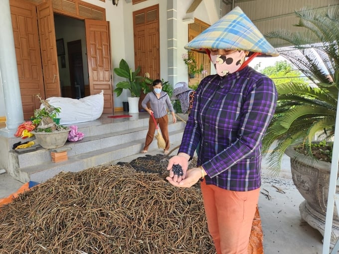 z4544656272111_a12ddffa18ee85e53bd584d9b343041f-065420_680.jpg Có những thời điểm giá đậu đen xanh lòng trên 60.000 đồng/kg. Ảnh: Tuấn Anh.
