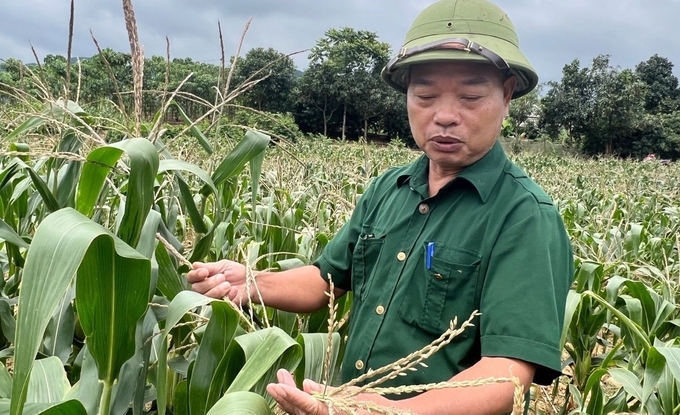 Multiple maize producton areas in Lao Cai province were damaged by drought and water shortage. Photo: Thanh Tien.