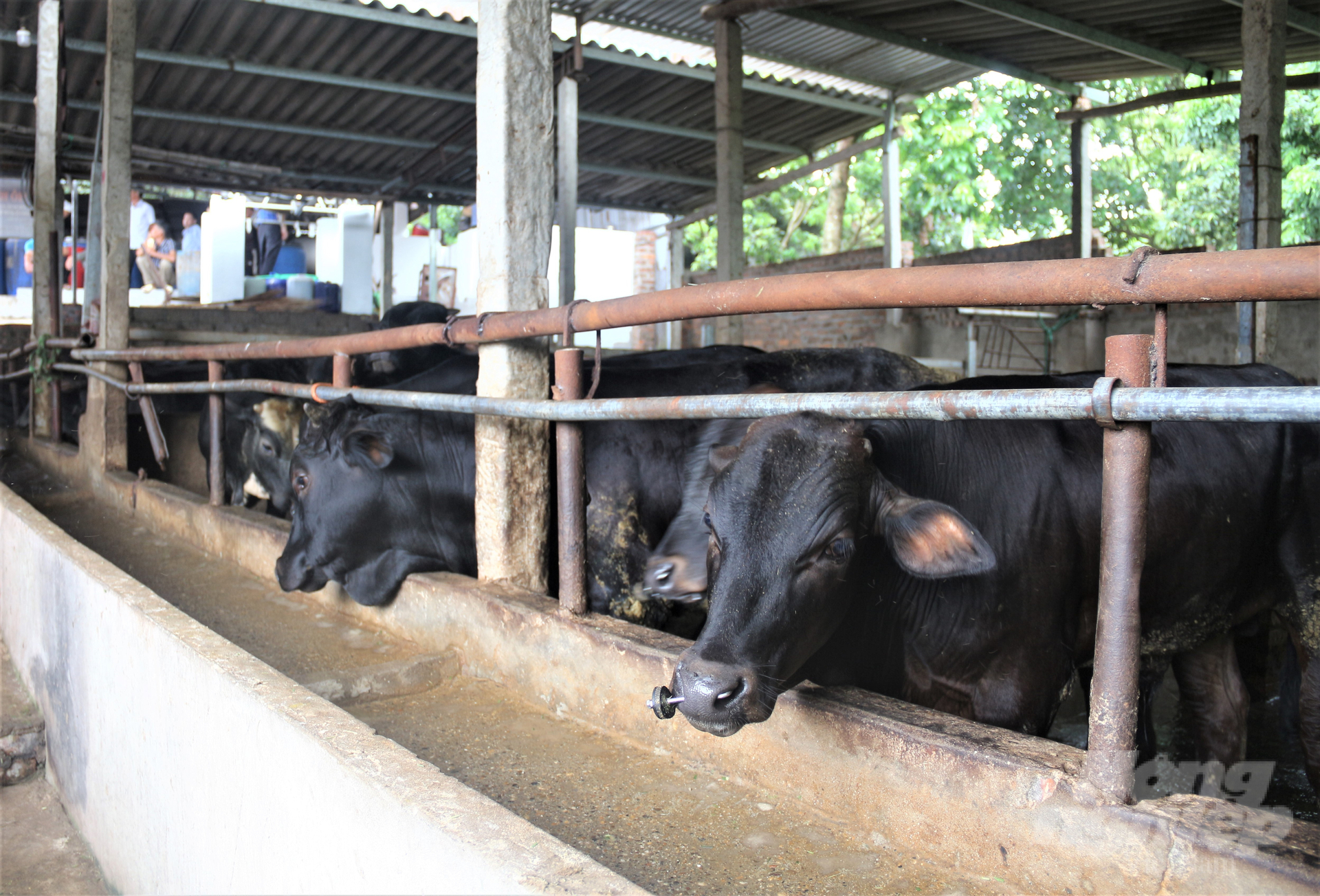 Thái Nguyên đang nhân rộng các mô hình chăn nuôi tuần hoàn, xử lý chất thải thành phân bón hữu cơ để giảm ô nhiễm, giảm phát thải chăn nuôi, thúc đẩy nông nghiệp hữu cơ. Ảnh: Phạm Hiếu.