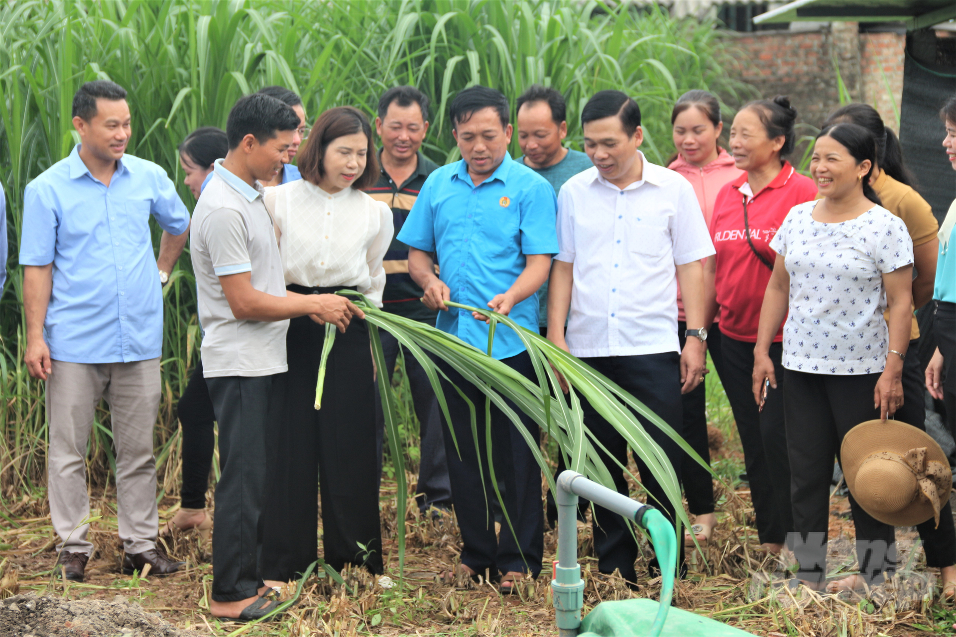 Việc xử lý chất thải chăn nuôi thành phân hữu cơ để phục vụ cho trồng cỏ làm thức ăn chăn nuôi đã cùng lúc mang lại nhiều lợi ích. Ảnh: Phạm Hiếu.