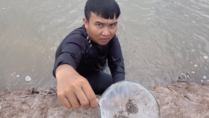 anh-chup-man-hinh-2023-07-27-luc-085900-100934_554.jpeg Sò huyết giống đang được ương dưỡng tại cơ sở Đạt Nhiều. Ảnh: Minh Đảm.