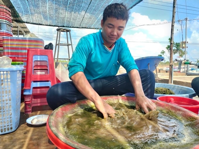 z4544856653957_227f030b79fd967eac2bd04864ec7f13-100935_592.jpg Sàng lọc lấy sò cám để ương dưỡng trước khi thả ra môi trường nuôi. Ảnh: Hữu Đức.