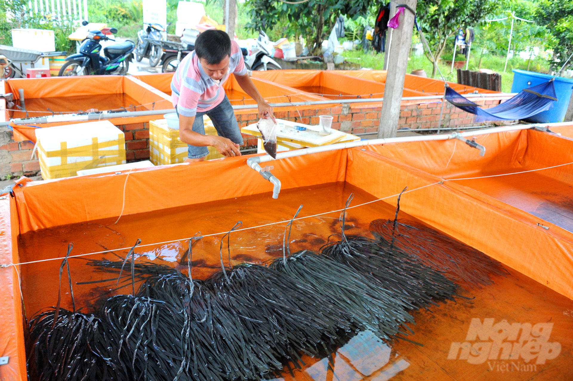 Anh Lộc cho biết, do đam mê nông nghiệp, năm 2012, anh quyết định bỏ công việc về công nghệ thông tin ở Singapore để về Việt Nam nuôi lươn sinh sản. Anh dùng hết số tiền dành dụm được khi làm việc ở nước ngoài, cộng thêm tiền mượn của gia đình được tổng cộng hơn 1,5 tỷ đồng để mở trại sản xuất lươn giống Tam Lộc với diện tích trên 1ha, được chia ra 130 bồn nuôi lươn giống theo quy trình hiện đại.