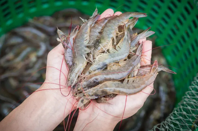 Vannamei shrimp produced in FloGro's initial R&D farm. The company has recently been granted permission to open its first commercial scale farm. Photo: FloGro