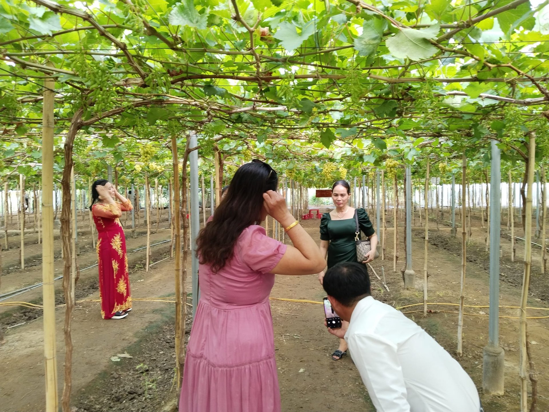 Visiting and touring vineyards is one of Ninh Thuan's special experiences. Photo: PV.
