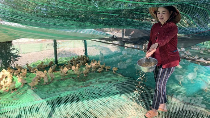 Bà Thạch Thị Sóc Khoi chuyển từ nuôi vịt truyền thống sang nuôi vịt trên sàn giúp giảm hao hụt khoảng 70%. Ảnh: Hồ Thảo.
