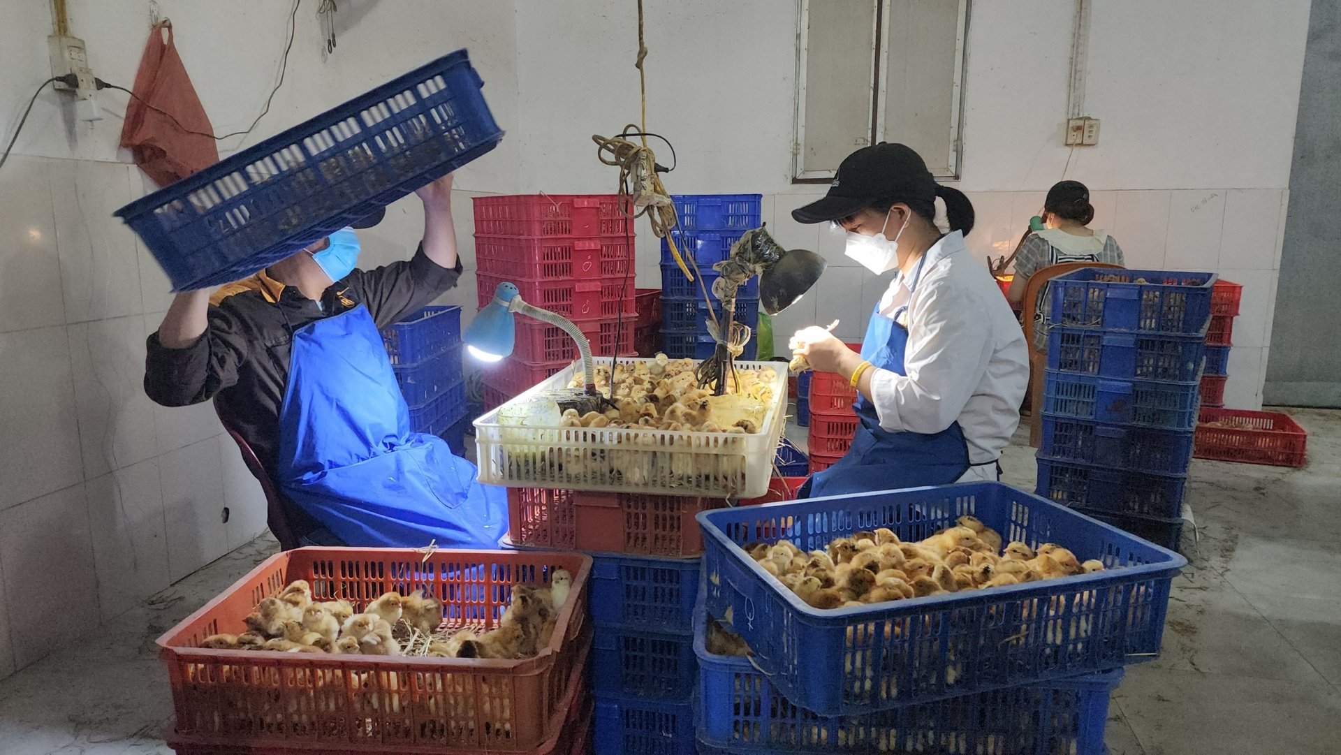 giam-rui-ro-nho-tiem-vac-xin-6-benh-cho-ga-1-ngay-tuoi-155515_700.jpg Gà giống được Công ty Lượng Huệ tiêm vacxin phòng bệnh cẩn thận rồi mới xuất bán cho khách hàng. Ảnh: Đoàn Dũng.