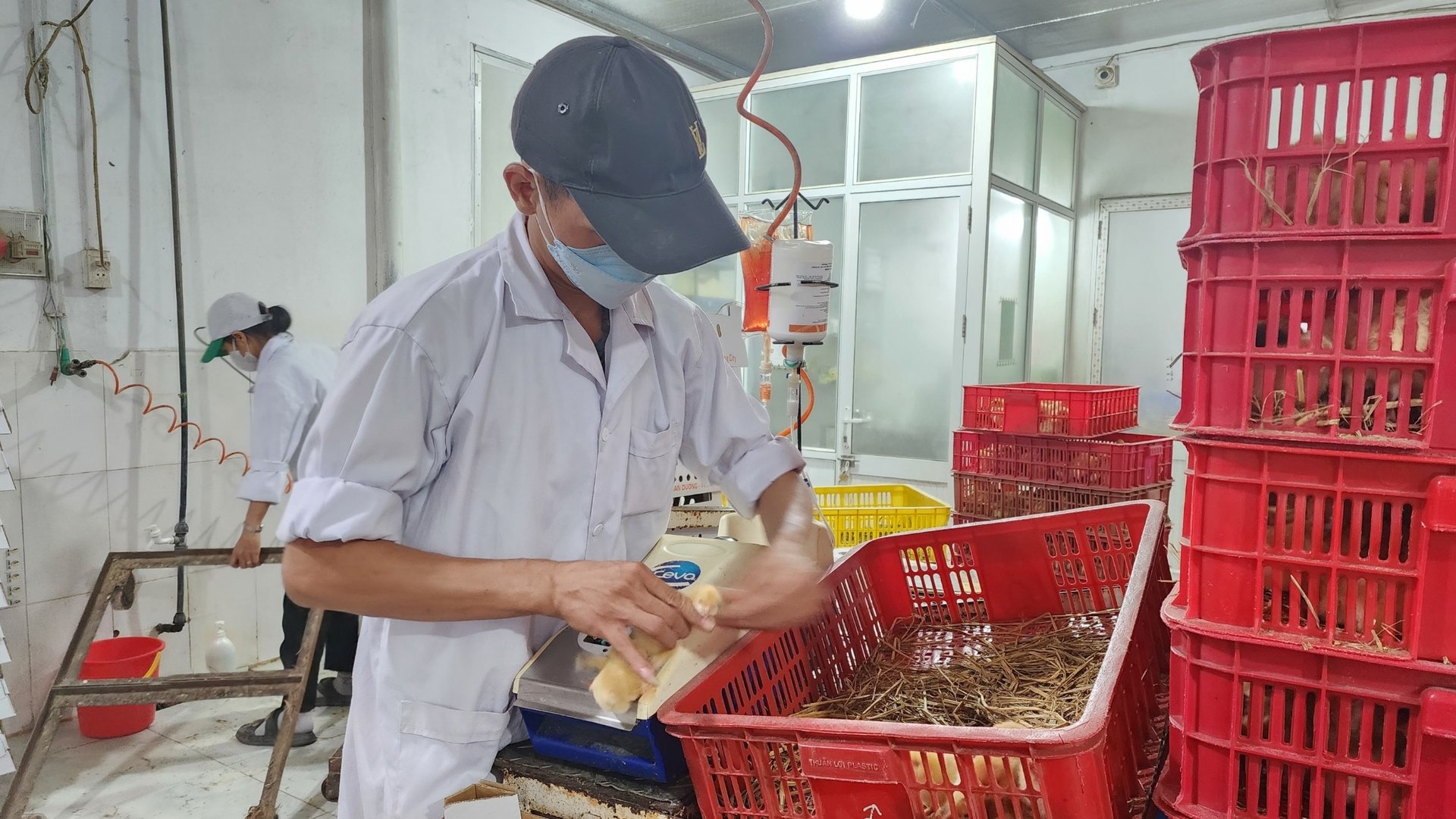 tiem-vac-xin-9-154843_456.jpg Tiêm vacxin 6 trong 1 cho gà 1 ngày tuổi. Ảnh: Đoàn Dũng.