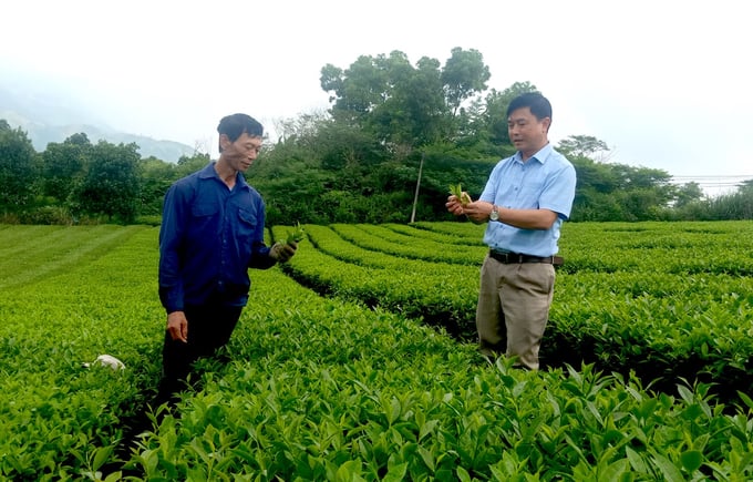 che2-105308_266.jpg Cây chè mang lại đời sống ấm no hơn cho bà con vùng núi huyện Bảo Thắng (Lào Cai). Ảnh: T.N.
