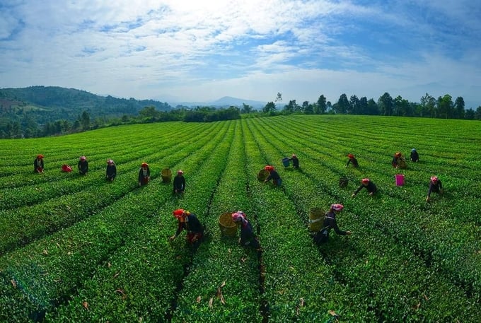che3-105710_178.jpg Cây chè làm đổi thay bộ mặt nông thôn và đời sống người dân Phú Nhuận (huyện Bảo Thắng, Lào Cai). Ảnh: T.N.