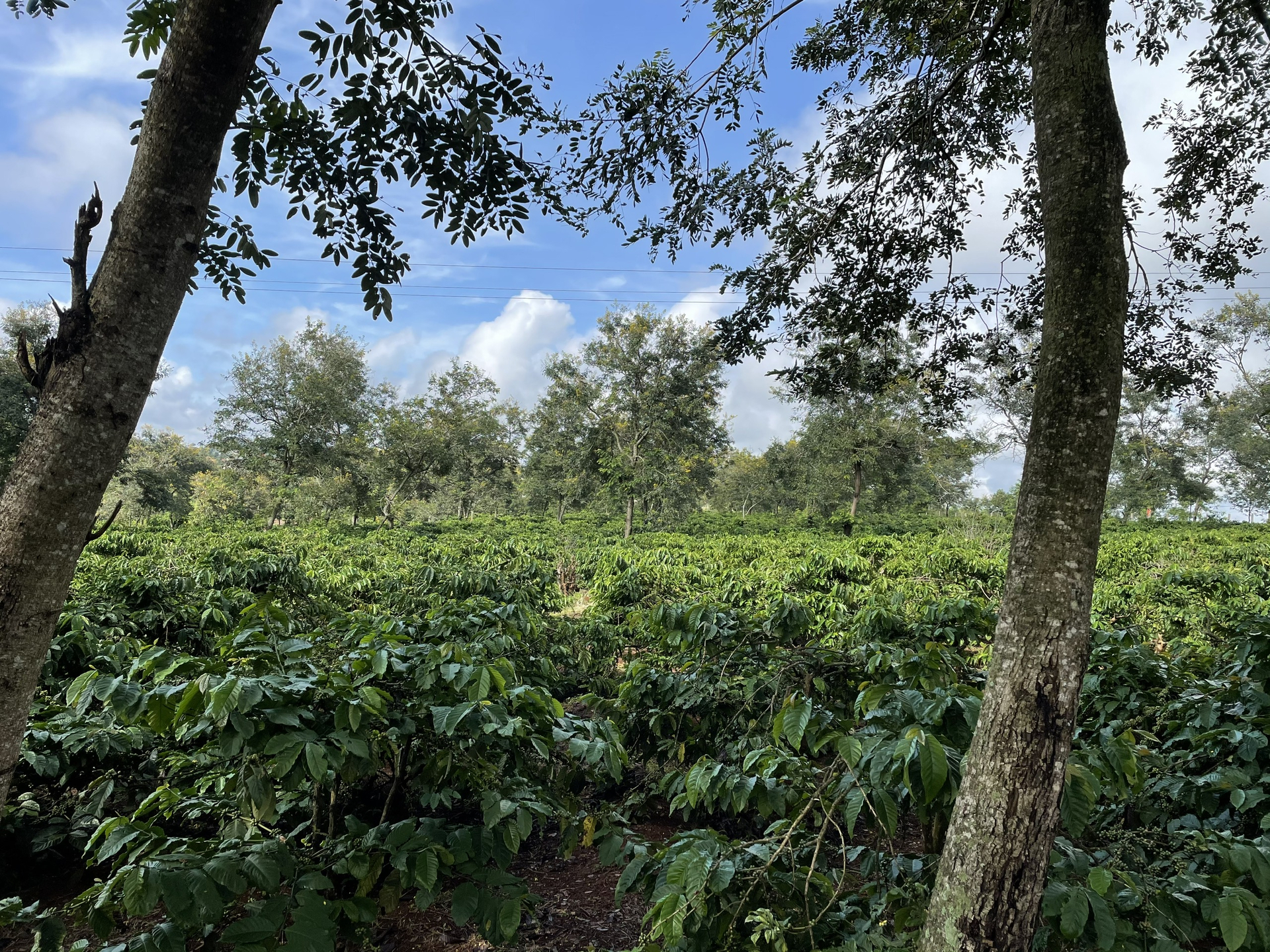 Cà phê Thuận An triển khai nhân rộng mô hình cà phê cảnh quan.