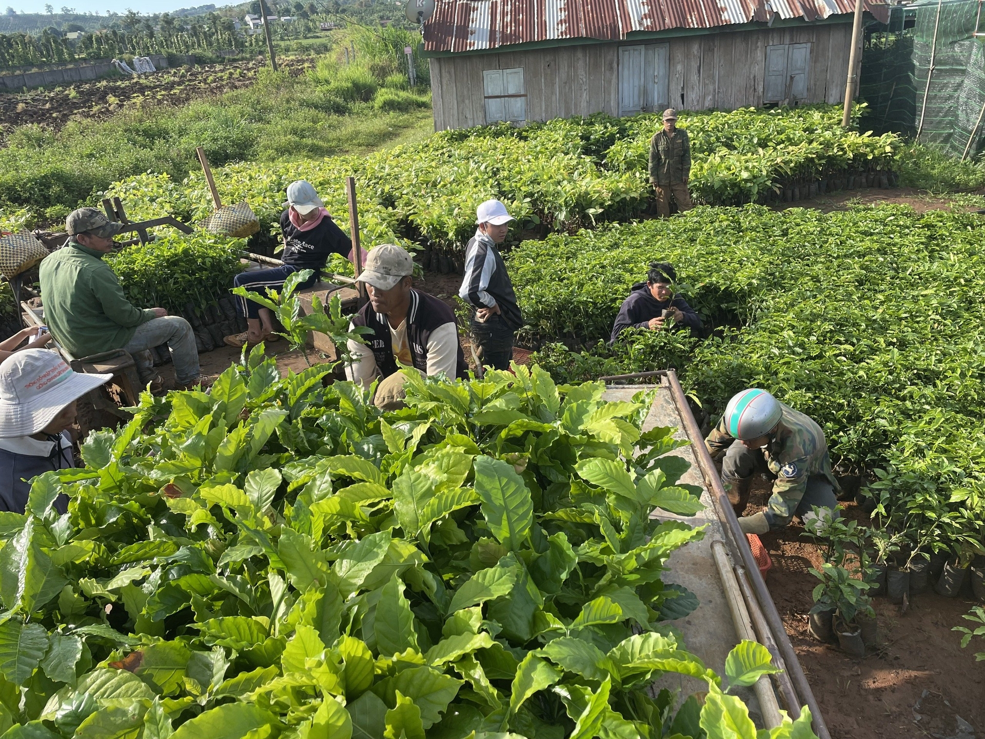 Cà phê Thuận An tích cực tạo công ăn việc làm ổn định cho nhiều lao động tại địa phương, đặc biệt là đồng bào các dân tộc thiểu số. Ảnh: Cà phê Thuận An.