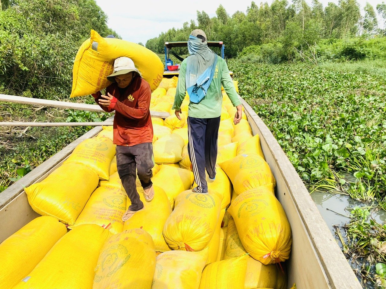 Buying rice in the Mekong Delta. Photo: LHV.