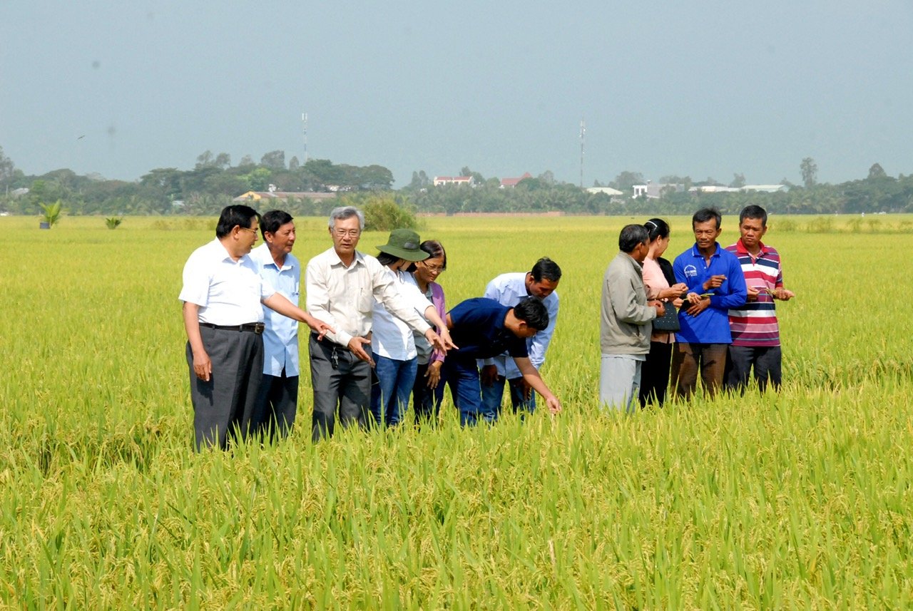 The Mekong Delta is the largest rice granary in the country. Photo: LHV.