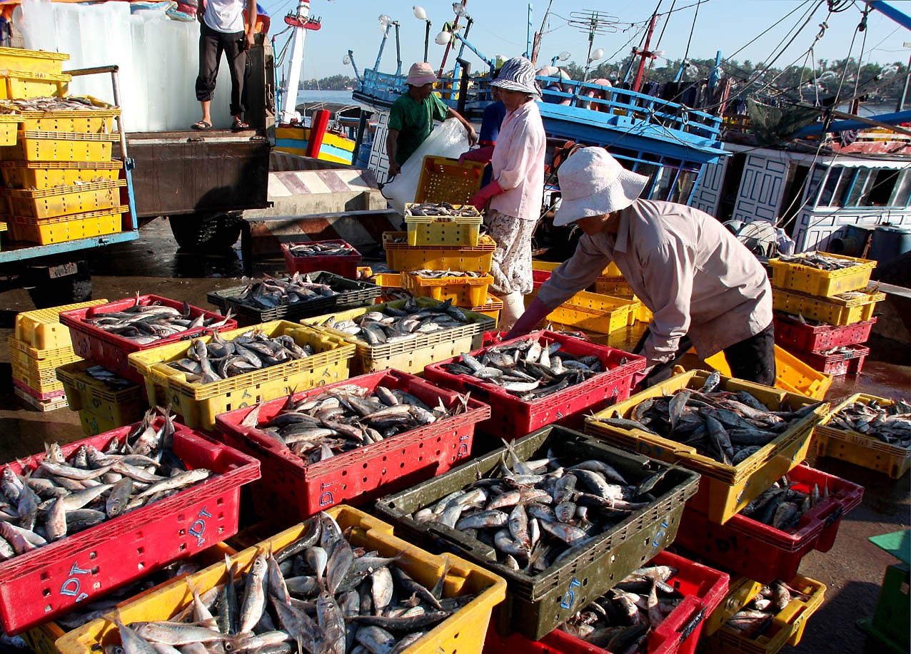 Carry out verification and certification of exploited seafood traceability to ensure legality. Photo: Huy Hung.