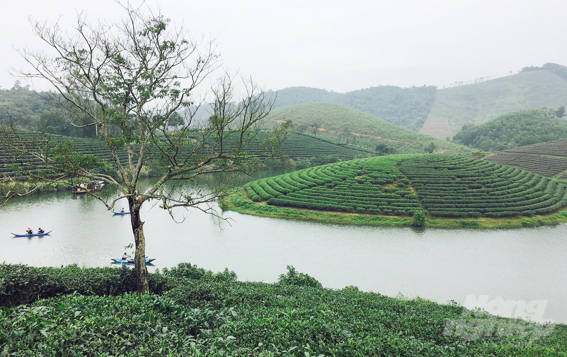 364547876_216514521015082_315721516531624411_n-122938_301-122939.jpg Biến đảo chè Cầu Cau thành khu du lịch nghỉ dưỡng hàng đầu xem ra là mục tiêu quá sức của Cienco 4. Ảnh: Việt Khánh.