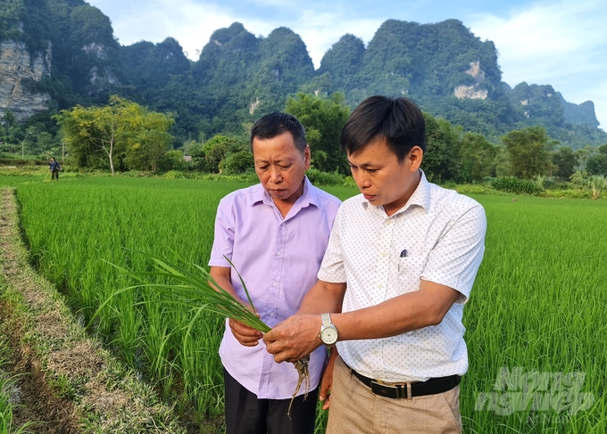 5-082930_122-082931.jpg Ông Quan Văn Sỹ (bên phải) Phó Chủ tịch UBND xã Thượng Lâm hướng dẫn người dân cách nhận biết sâu bệnh hại lúa mùa. Ảnh: Đào Thanh.