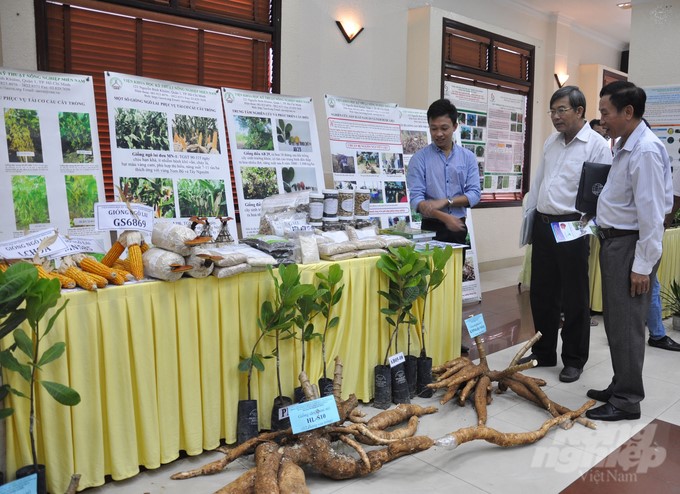 Research and transfer activities of crop varieties by institutes and schools in the Mekong Delta are increasingly dynamic, with high applicability to production practice. Photo: Huu Duc.
