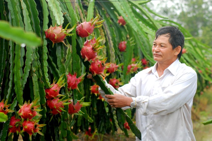 Many varieties of fruit trees, with high quality and yield and meeting the needs of consumption and export, have been put into production. Photo: HD.