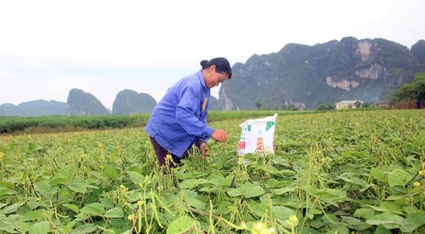 Đậu xanh có thị trường tiêu thụ rất lớn, lợi nhuận cao, song khó mở rộng sản xuất do mất nhiều công thu hoạch. Ảnh: TL.