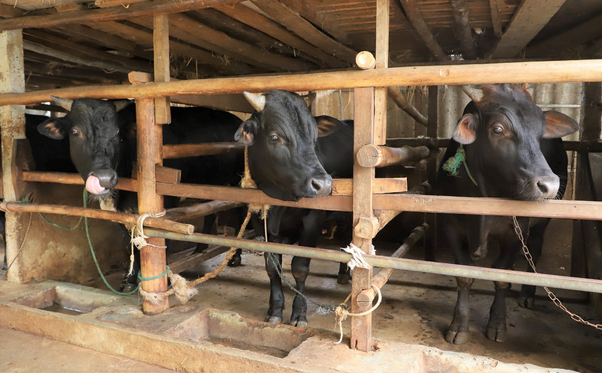 Farmers in Ha Tinh are likely to reduce their total herd due to the low cattle price and the sluggish market.