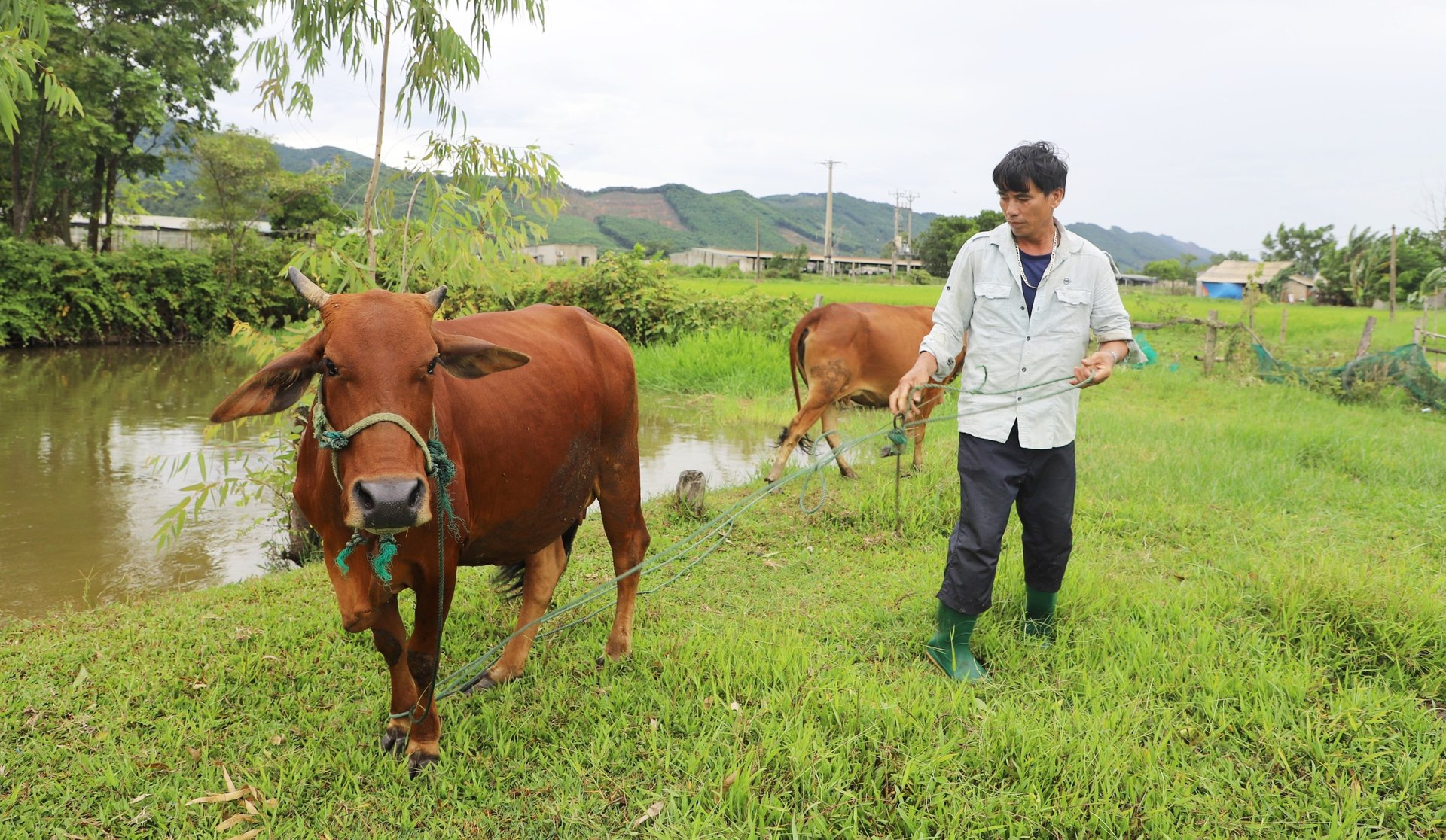 Not only hybrid cattle but also grass-fed cattle, which were once hunted widely, have also decreased in price and becoming increasingly difficult to sell.