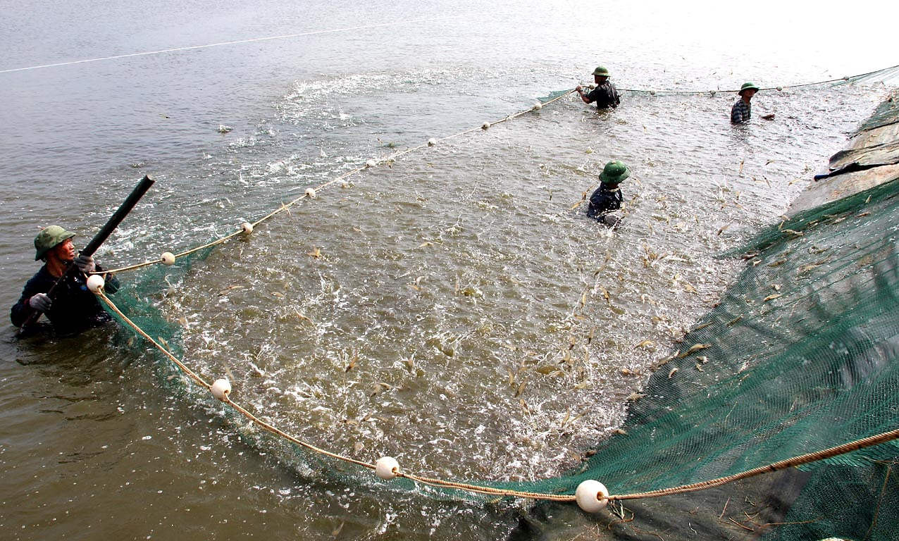 Cần thực hiện các giải pháp hạ giá thành trong nuôi trồng thủy sản. Ảnh: Văn Vũ.