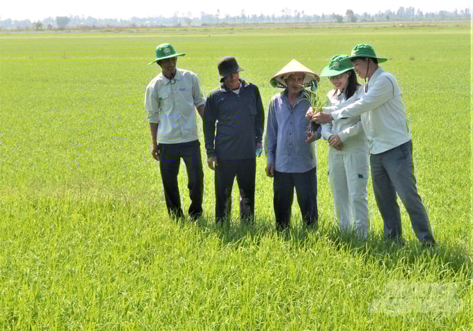 To develop the 100,000 ha raw rice area in Kien Giang, Loc Troi Agricultural Service Co., Ltd need a community agricultural extension force to participate in the implementation with a number of 490 people. Photo: Trung Chanh.