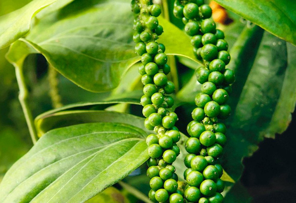 Some banned substances are still detected on pepper.