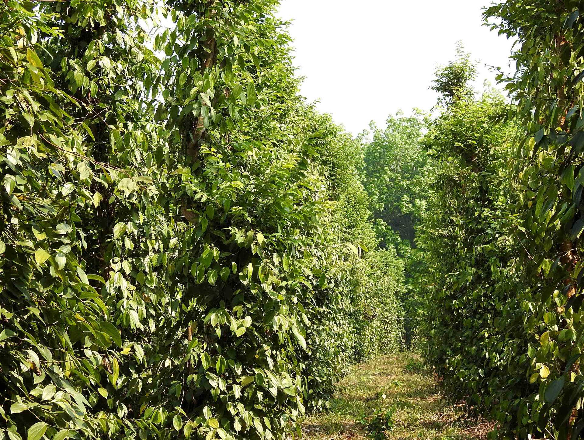 A pepper farm in Dong Nai. Photo: Son Trang.