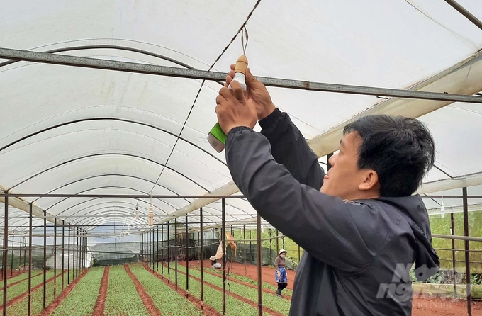 The use of LED lighting systems can save about VND 20 - 30 billion/year for daisy production in Lam Dong. Photo: Minh Hau.