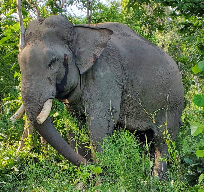 The Bac Plang elephant is in estrus, the fluid gland flows from the temporal gland down to the face. Photo: Bao Thang.
