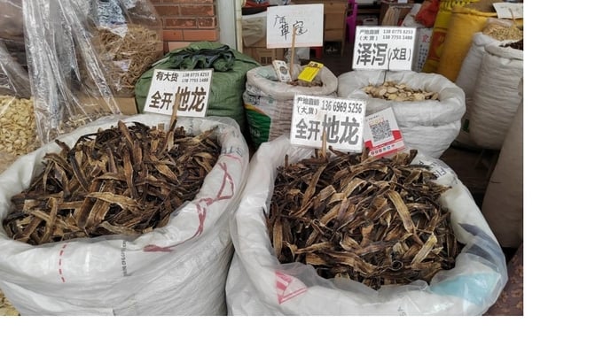 Một cửa hàng bày bán giun đất ở Quảng Đông, Trung Quốc. Ảnh: China Press.