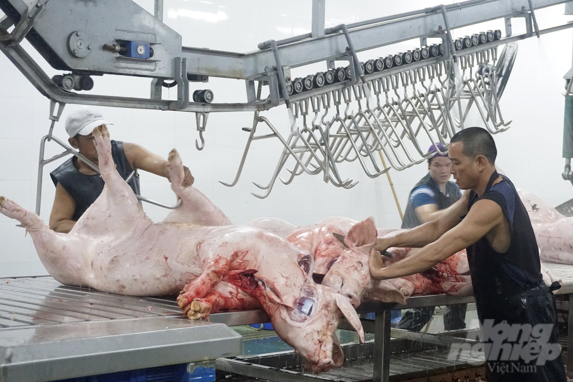 Ho Chi Minh City is the first locality to remove of manual slaughterhouses, switching to industrial slaughter. Photo: Nguyen Thuy.