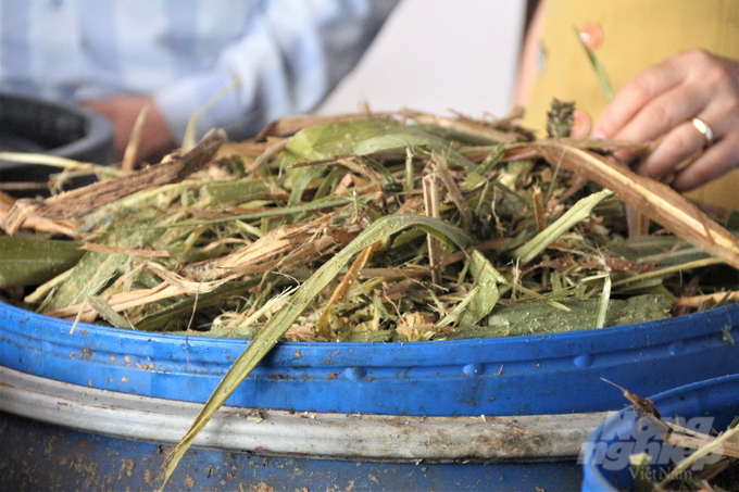 Thức ăn vỗ béo bò thịt từ cỏ được trồng từ chính phân bò. Ảnh: Quang Linh.