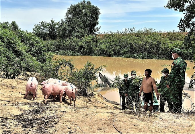 nhap-lau-heo-1-165252_249-165253.jpg Một đối tượng nhập lậu heo qua biên giới bị lực lượng Đồn Biên phòng Sông Trăng phát hiện, bắt giữ. Ảnh: Hoàng Vũ.