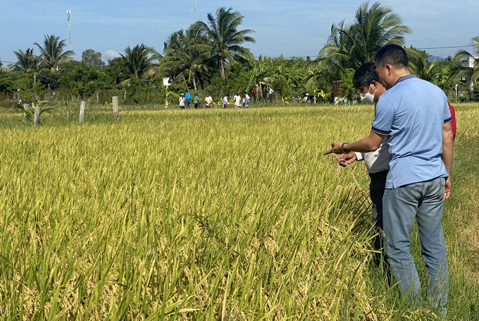 The sowing is sparse, so the rice in the tillering model is strong, the rice spikelet are large, and bright, and the yield is higher than that of the local practice of thick sowing. Photo: Nguyen Co.