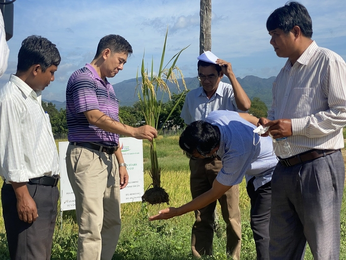 The roots of rice develop very well thanks to the application of '1 must 5 reductions' in production. Photo: Nguyen Co.