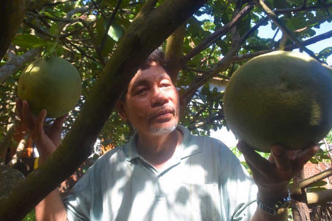 Mr. Bui Quoc Cuong restrained the weight of pomelos to be more than 2.2kg/fruit. Photo: V.D.T.